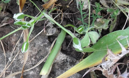 Ornithogalum sp.